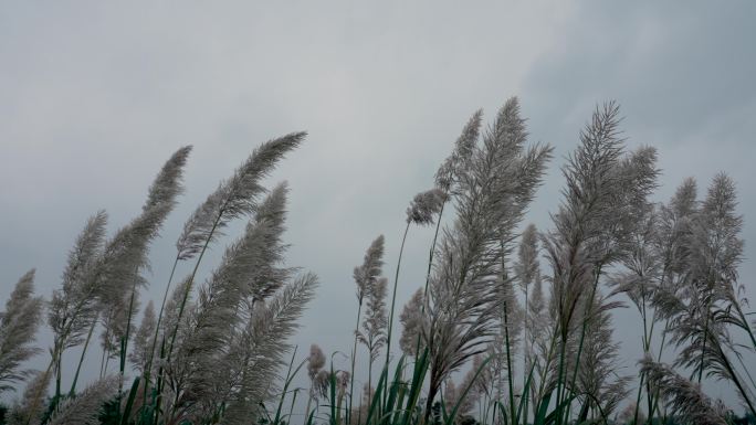 风中摇曳茅草花