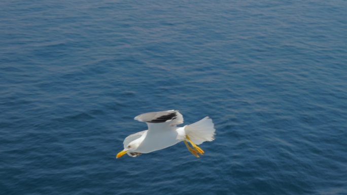 海鸥在海面上飞行飞鸟海上海鸟乘风破浪