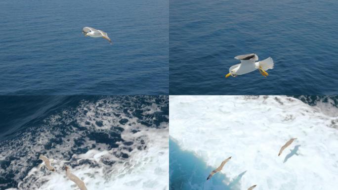 海鸥在海面上飞行飞鸟海上海鸟乘风破浪