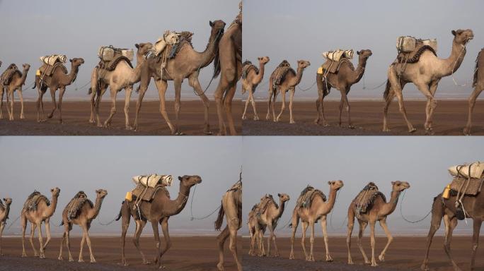 沙漠中的骆驼队戈壁滩沙漠骆驼骆驼群