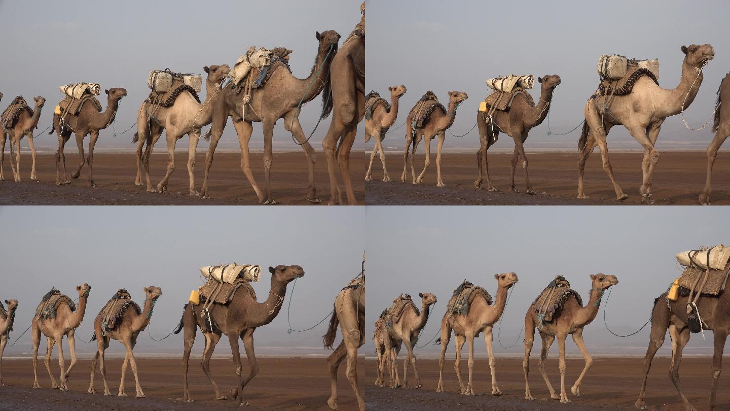 沙漠中的骆驼队戈壁滩沙漠骆驼骆驼群