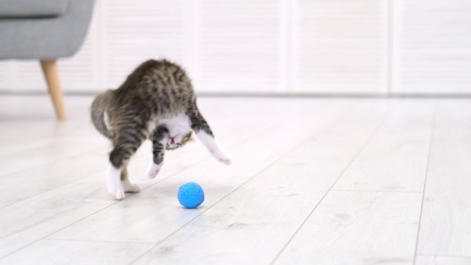 小猫在室内玩球。猫咪萌宠玩耍淘气调皮