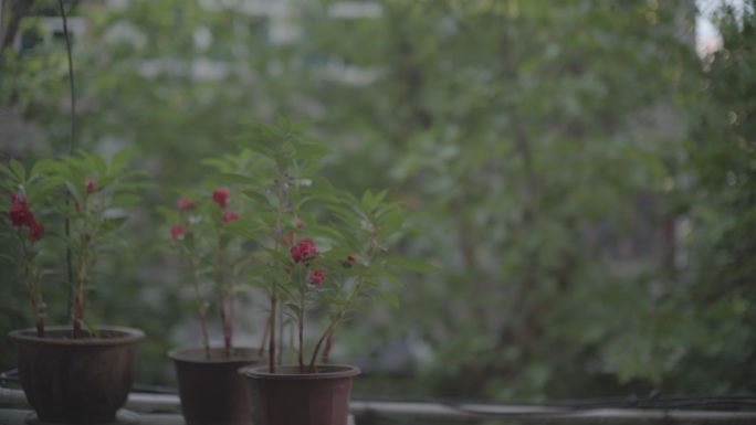 指甲花凤仙花急性子玻璃翠