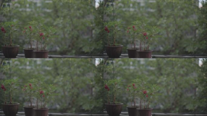 指甲花凤仙花急性子玻璃翠