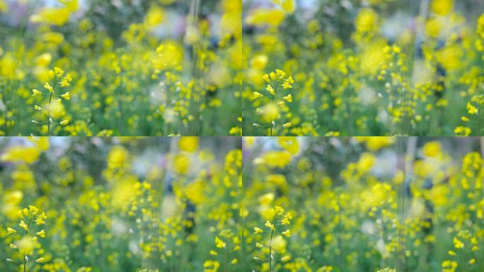 油菜开花油菜初开花唯美油菜花油料作物