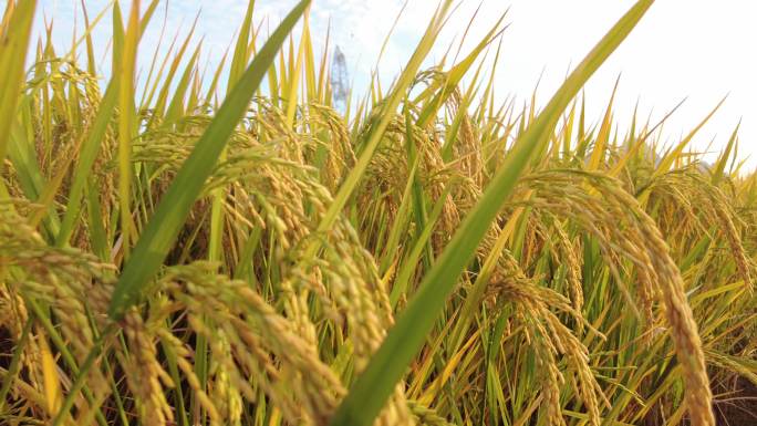 金色 稻谷 稻穗