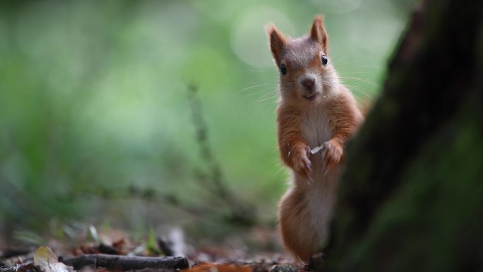 森林里的红松鼠野外觅食机警黄色松软长毛