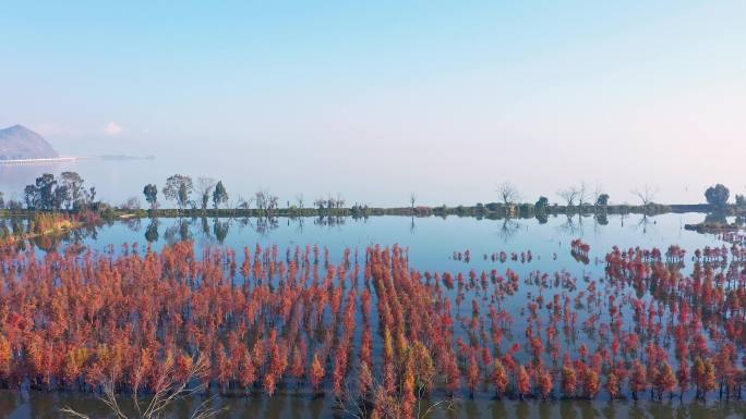 滇池湿地自然风光