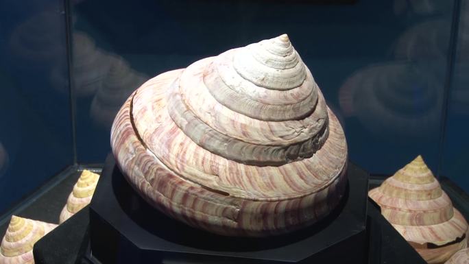 海洋博物馆展出的各种海螺