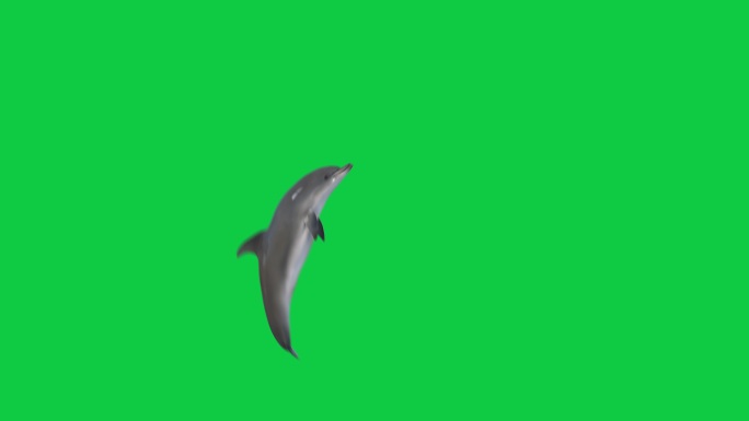 海豚跳出水面4个不同角度3d动画