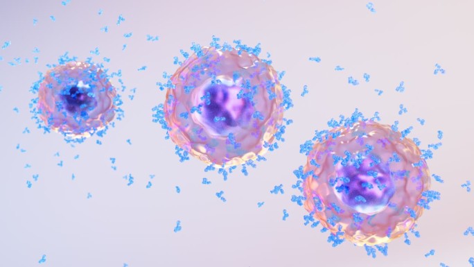 免疫系统激活B细胞产生释放抗体抗病毒01