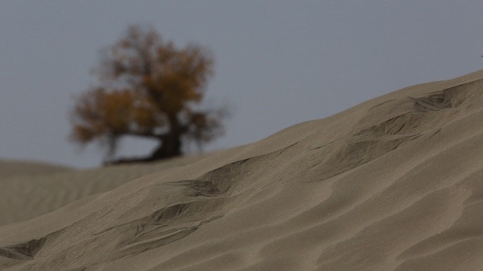 沙漠孤单的胡杨树黄叶 移焦热浪中前景沙漠