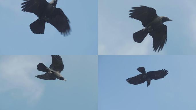 乌鸦在天空飞翔展翅翱翔鸟类