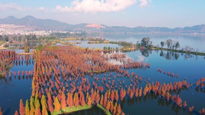 滇池湿地自然风光