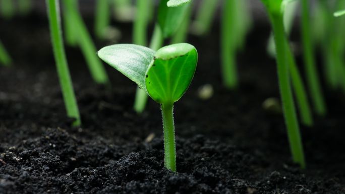 蔬菜种子从地面生长或发芽的时间推移
