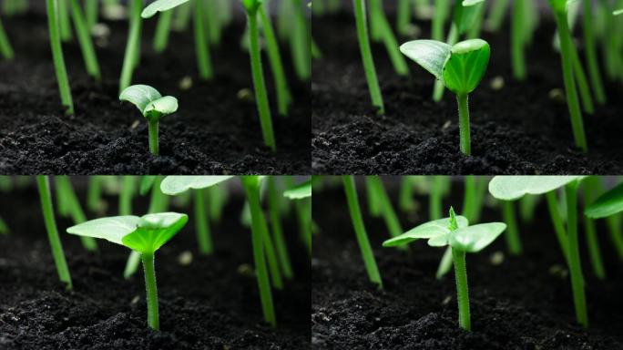 蔬菜种子从地面生长或发芽的时间推移