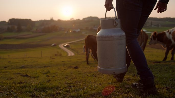 农民提着一桶牛奶穿过牧场的慢镜头