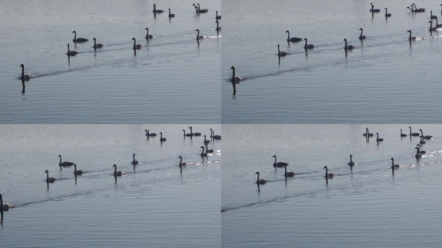 天鹅在湖里游水嬉戏整理羽毛B