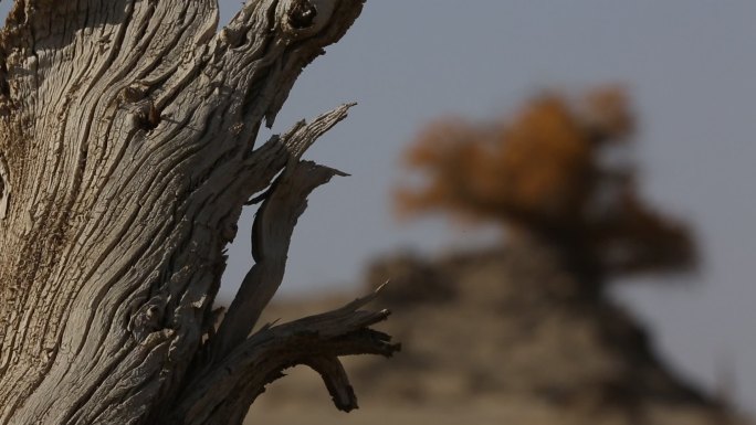 沙漠胡杨树黄叶 移焦热浪中前景枯木树纹