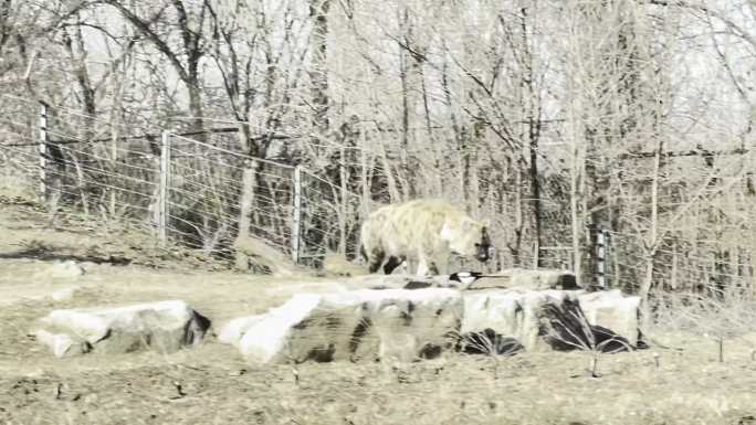 动物园里的鬣狗野狗野生动物 (3)
