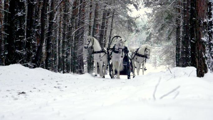 三匹白马在冬季森林里拉雪橇