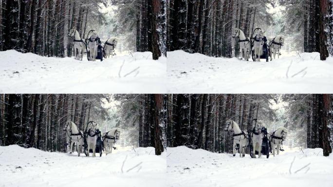 三匹白马在冬季森林里拉雪橇