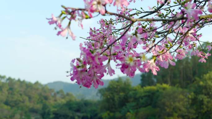 异木棉花