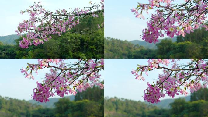 异木棉花