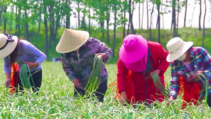 抽蒜薹 滴蒜薹