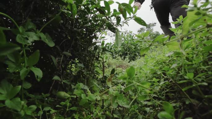 茶农采摘茶叶茶农上山脚步手抚茶业茶山背影