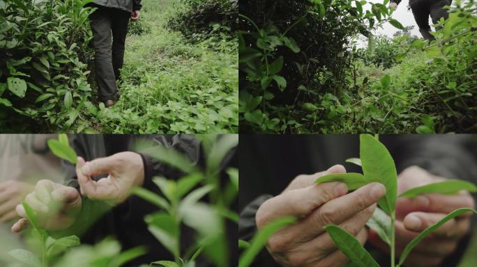 茶农采摘茶叶茶农上山脚步手抚茶业茶山背影