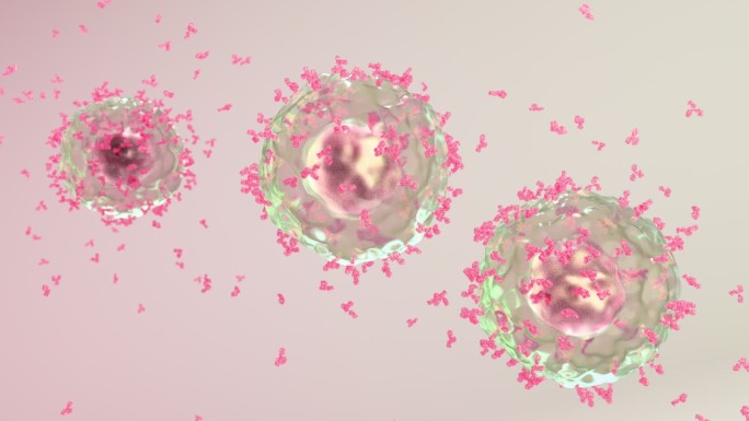 免疫系统激活B细胞产生释放抗体抗病毒09