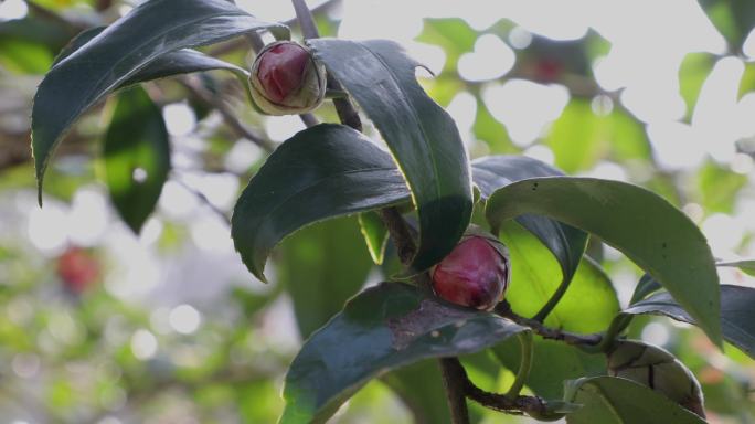 山茶花