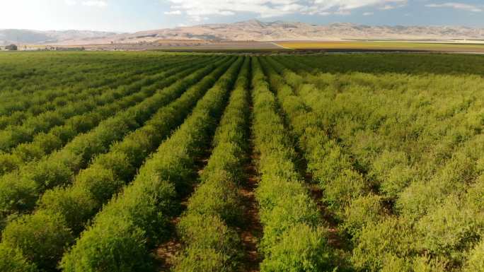 坚果农场乡村振兴农产品大片种植