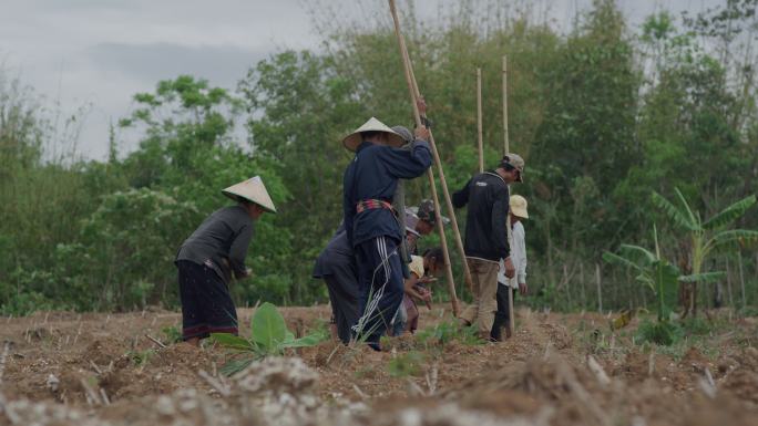 老挝农民在田地里播种