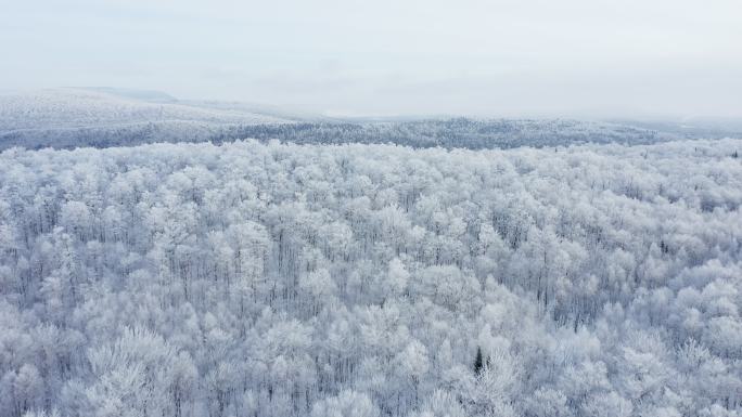 雪后冬季北方自然森林的4K空中视频视图