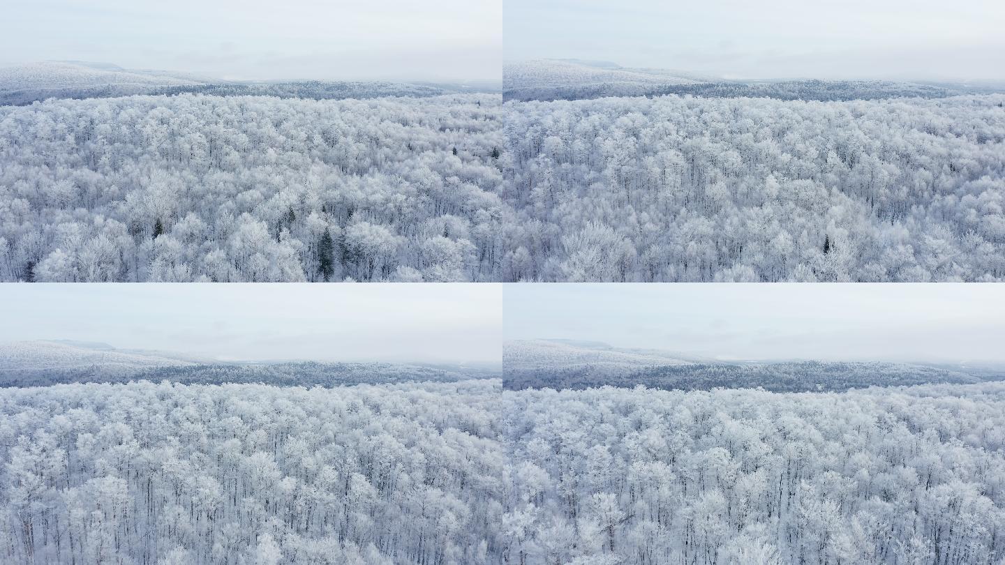 雪后冬季北方自然森林的4K空中视频视图