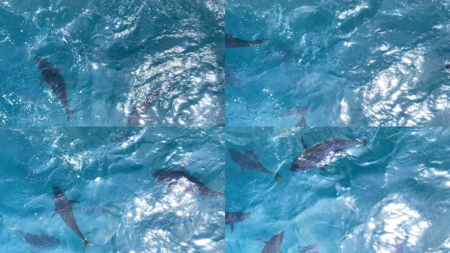 蓝鳍金枪鱼在水面和水下进食的镜头