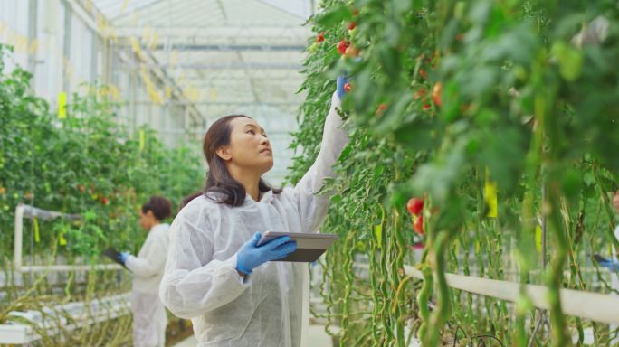 女研究技术员在高科技温室里检查西红柿植株