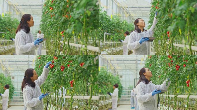 女研究技术员在高科技温室里检查西红柿植株