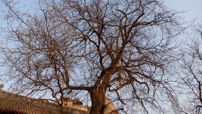 老榆树-村口的大槐树-吉祥树-百年老年