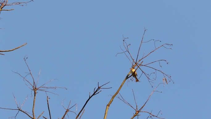 冬季小鸟在枝头