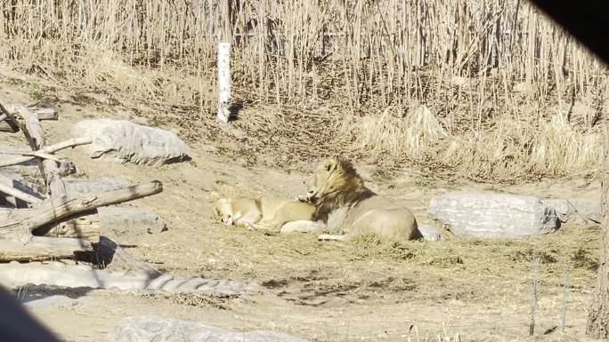 野生动物园开车看狮子和老虎 (1)