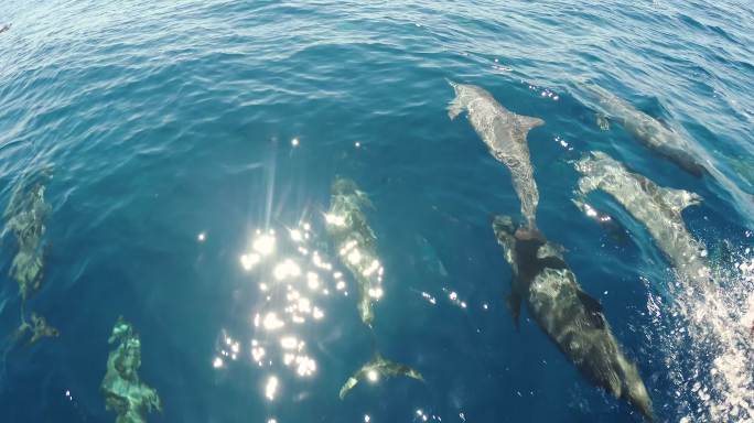 一群海豚嬉戏。海族馆动物园鲸鱼