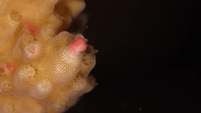 珊瑚礁大型产卵器