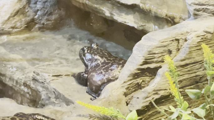 水族馆爬行动物馆牛蛙蛤蟆大青蛙 (1)