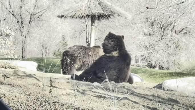 野生动物园开车看棕熊 (3)
