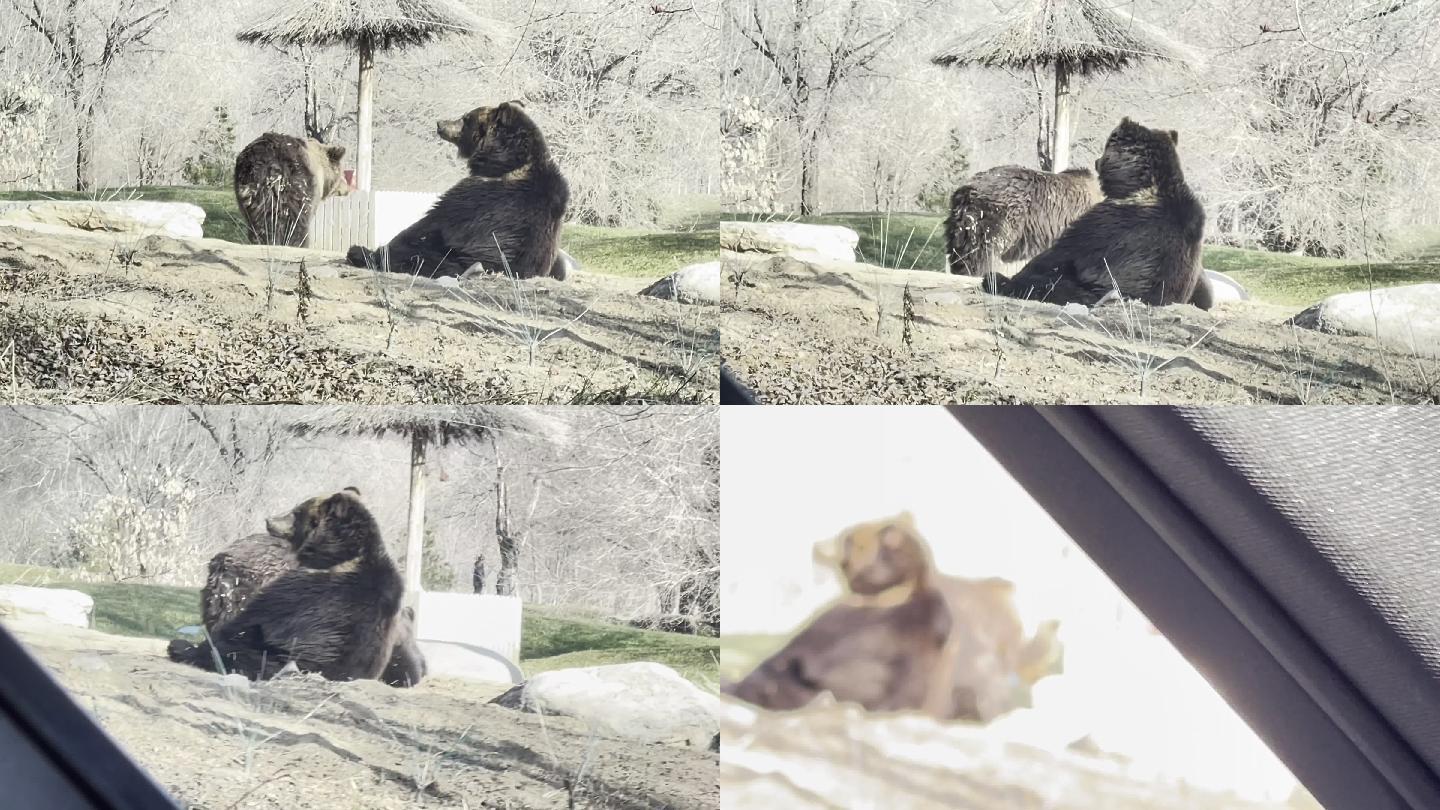 野生动物园开车看棕熊 (3)