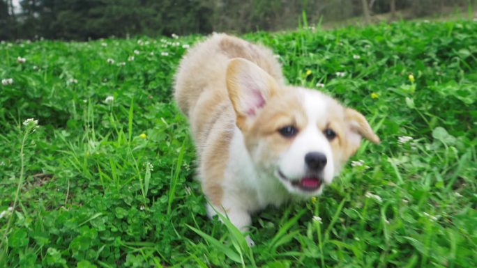 一只柯基犬在浓密的草地上奔跑