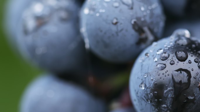 雨后蓝葡萄浆果的特写镜头